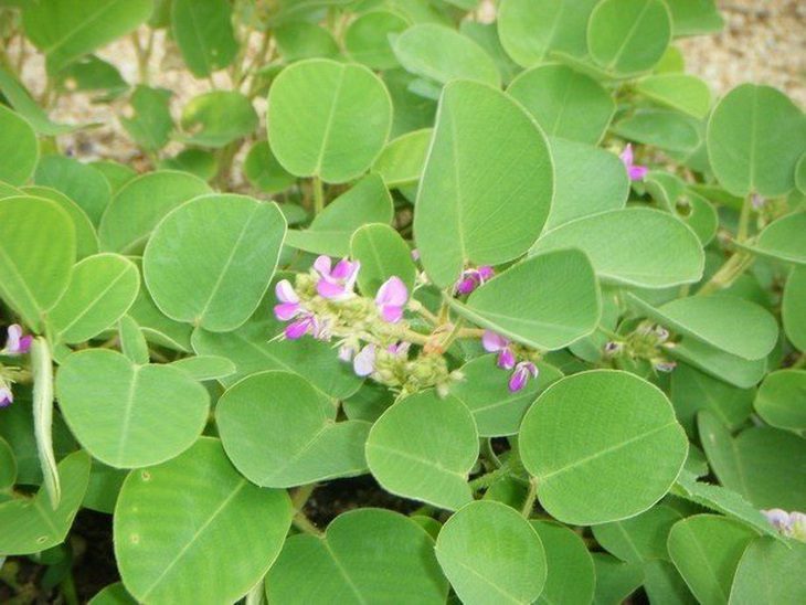 Cẩn thận nguy hiểm khi dùng cây kim tiền thảo trị sỏi thận, ung thư - Ảnh 1.
